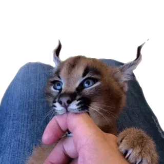 😄 каракал, кот, большая кошка, животное, мем, флоппа, милый, питомец telegram sticker