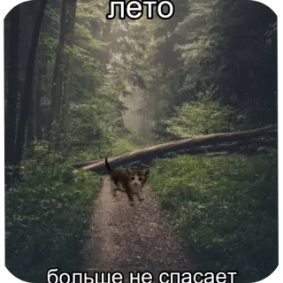 😞 лето
больше не спасает 猫, 森, 道, 自然, 夏, ユーモア telegram sticker