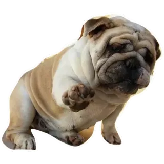 UP telegram stickers