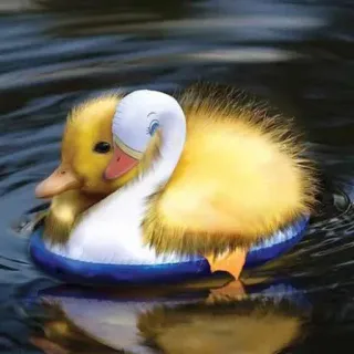 🐥 duck, cute, swan, pool, animal, baby whatsapp sticker
