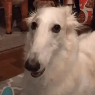 😶 dog, borzoi, white, long snout, animal telegram sticker