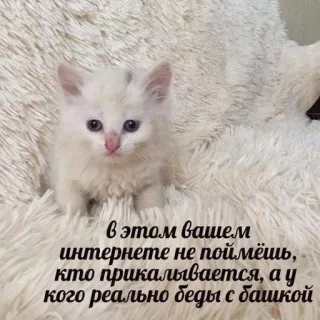 🤯 В этом вашем интернете не поймёшь, кто прикалывается, а у кого реально беды с башкой telegram sticker