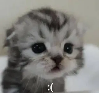 🙁 :( kätzchen, traurig, süß, katze, haustier, tier, grau whatsapp sticker