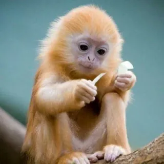 🐒 singe, animal, mignon, faune, nature, primate, bébé singe telegram sticker