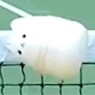 🙃 animal, sheep, fluffy, cute, tennis net, lawn telegram sticker