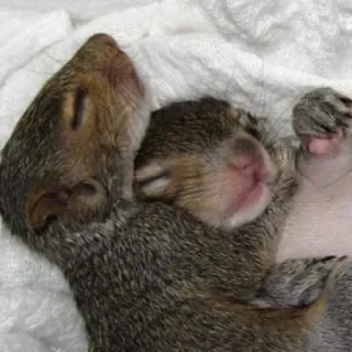 🐿 squirrels, baby, animals, cute, sleeping telegram sticker