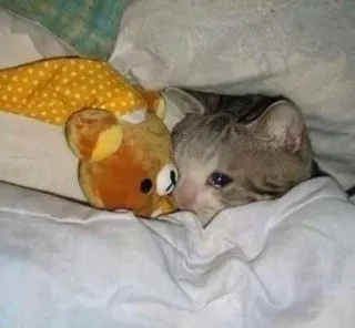 😩 gato, triste, llorando, osito, lindo telegram sticker