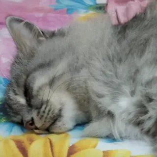 😪 cat, sleeping, animal, domestic cat, pet, gray cat, feline, cute telegram sticker