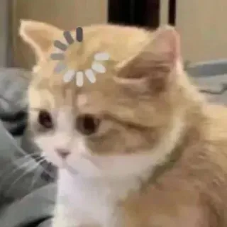🤔 gato, cargando, animal, lindo, meme whatsapp sticker