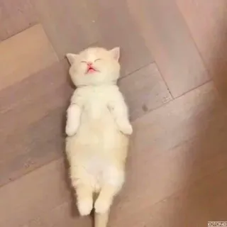 🐈 猫, 小猫, 睡觉, 可爱, 宠物, 动物 telegram sticker