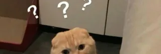🤔 Katze, Frage, Tier, süß telegram sticker