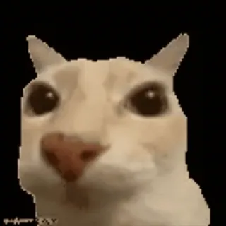 🕺 Katze, Meme, Tier, lustig, weiß telegram sticker