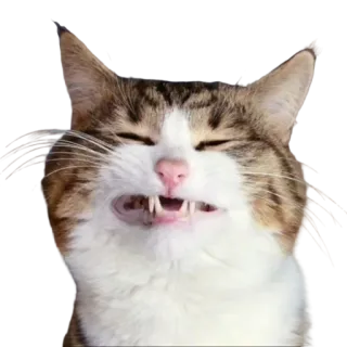 😬 gato, animal, animal de estimação, engraçado, fofo, meme telegram sticker