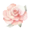 🌸