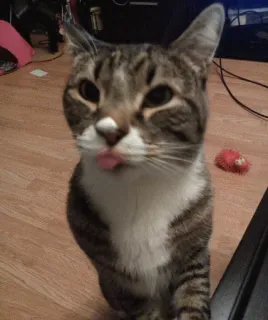 😜 kucing, binatang, hewan peliharaan, kucing domestik, lidah, lucu telegram sticker