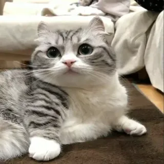 😔 cat, gray cat, cute, pet, animal whatsapp sticker
