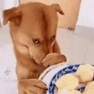 🌟 dog, food, eating, bowl, cute, animal telegram sticker