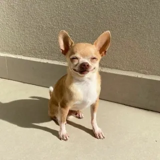 🐶 dog, chihuahua, pet, animal, small telegram sticker