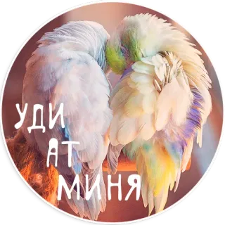 ☹️ УДИ
АТ
МИНЯ oiseaux, perruches, animaux, mignon, amour, affection telegram sticker
