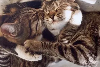 😍 chat, chats, chaton, chatons, animaux, mignon, domestique whatsapp sticker