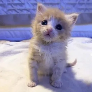 😱 chaton, chat, animal de compagnie, mignon, animal, domestique telegram sticker
