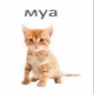 😈 Муа แมว, ลูกแมว, น่ารัก, สัตว์เลี้ยง, สัตว์, สีส้ม telegram sticker