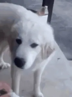 💲 perro, perro blanco, animal, mascota, mamífero telegram sticker