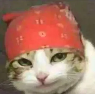 😏 猫, バンダナ, 動物, ペット, ギャング, ミーム telegram sticker