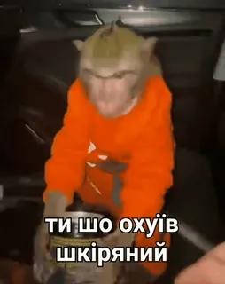 😧 ти шо охуїв шкіряний macaco, ofensivo, animal, roupa, humor telegram sticker