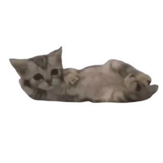 🤨 кот, котёнок, животное, милый, игривый, лежащий, питомец telegram sticker