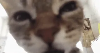 😑 gato, animal de estimação, animal, gato doméstico, felino whatsapp sticker