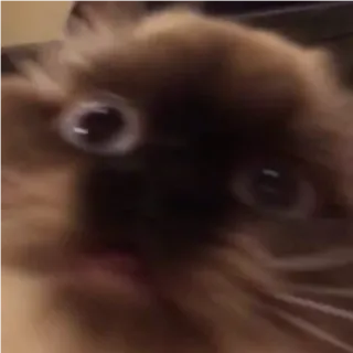 😺 cat, animal, meme, funny, cute, pet, crazy, eyes telegram sticker