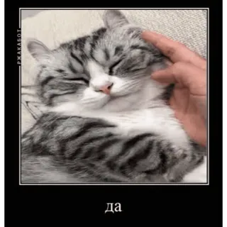 🤿 да mèo, thú cưng, động vật, dễ thương telegram sticker
