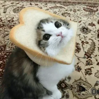 🍞 cat, bread, animal, pet, cute, kitten, funny telegram sticker