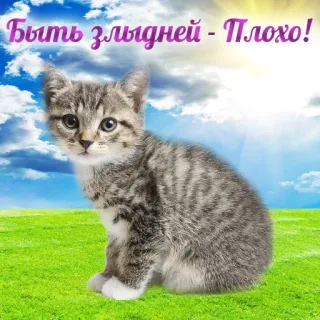 🤔 Быть злыдней - Плохо! kotek, kot, słodki, trawa, niebo, pozytywna wiadomość telegram sticker