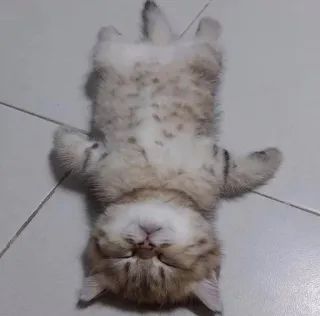 🐾 gato, gatito, durmiendo, animal, mascota, lindo telegram sticker