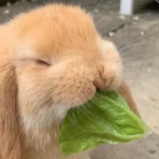 🌟 rabbit, bunny, cute, animal, pet, lettuce, eating whatsapp sticker