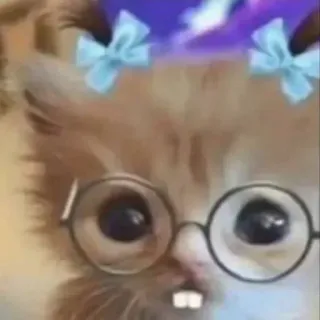 🐱 猫, 小猫, 眼镜, 可爱, 动物, 宠物, 搞笑 telegram sticker