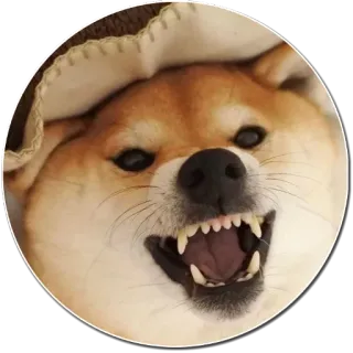😏 chien, shiba inu, mème, en colère, dents, animal, animal de compagnie whatsapp sticker