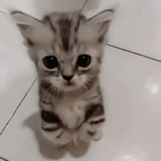 ♻️ gato, gatito, lindo, animal, mascota, felino telegram sticker