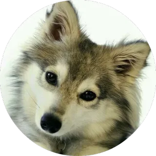🙂 dog, cute, animal, pet, puppy telegram sticker