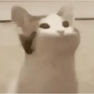 🐈 고양이, 동물, 밈, 귀여운, 애완 동물 whatsapp sticker
