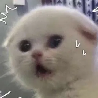 😰 кот, котёнок, белый, милый, удивлённый, шокированный telegram sticker