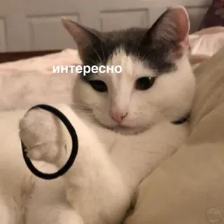 🤔 интересно kot, zwierzę domowe, zwierzę, mem, śmieszne, gumka do włosów, ciekawe telegram sticker