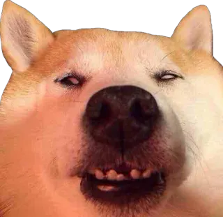 😑 doge, hund, meme, tier, lustig telegram sticker
