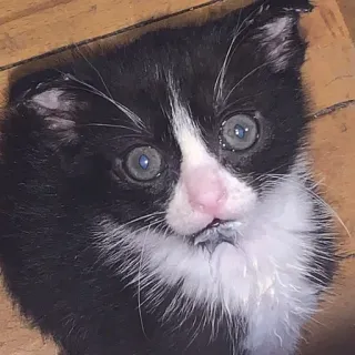 🤯 chaton, chat, noir et blanc, mignon, animal, animal de compagnie telegram sticker