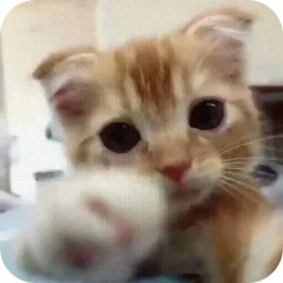 ❤ kucing, anak kucing, lucu, hewan peliharaan, binatang, oranye telegram sticker