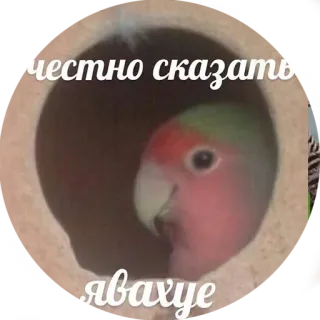 🙄 честно сказать
явахуе vogel, papegaai, grappig, meme, dier telegram sticker