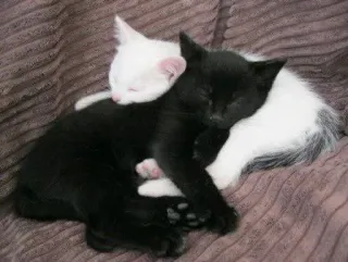 🎀 kittens, cats, sleeping, black, white, cute, animals whatsapp sticker