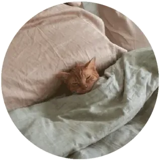😴 gato, durmiendo, mascota, animal doméstico, gato naranja, cubierto, manta telegram sticker